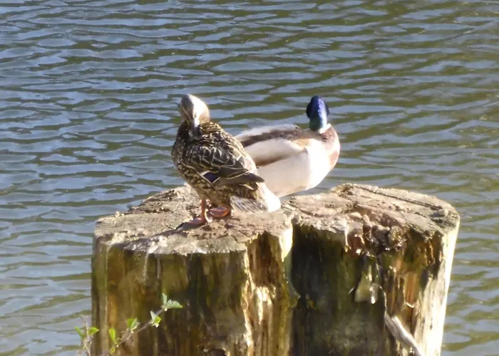 In Mit Grill By Interhome Apartamento